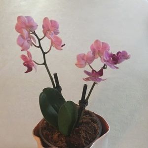 Meet your Posher, Cathia